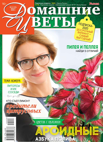 Домашние Цветы