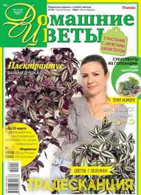 Домашние Цветы